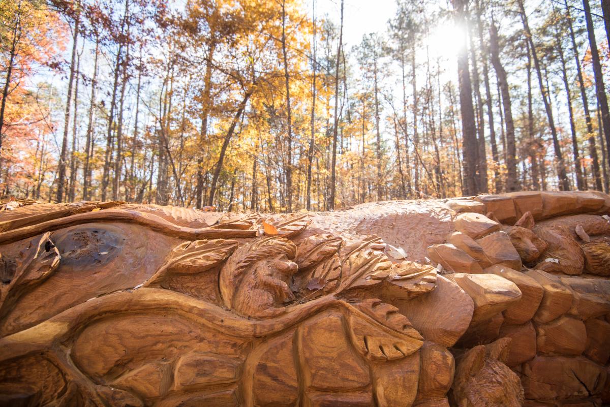 William B. Umstead State Park in Brier Creek